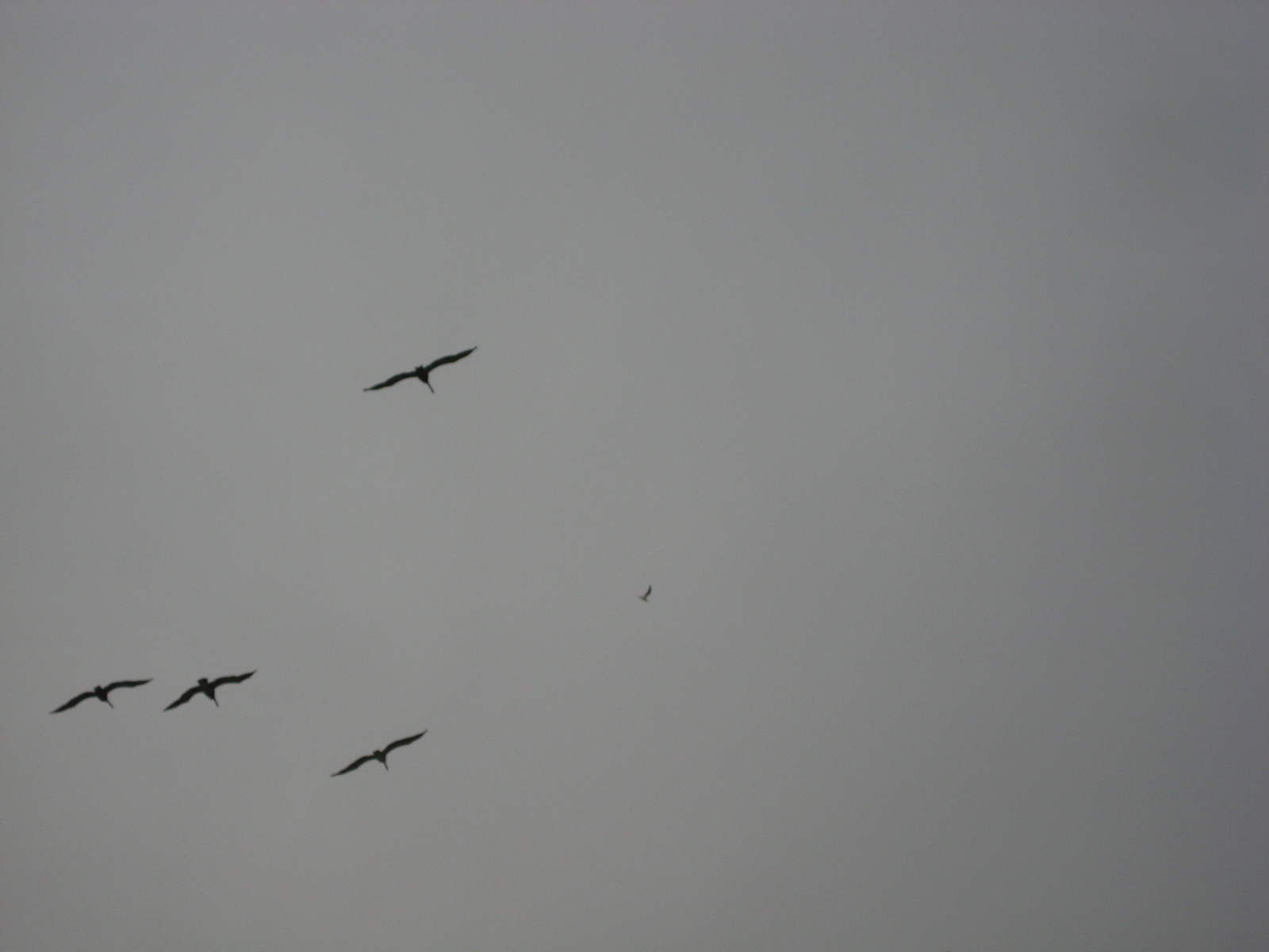 Birds!